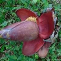 Musa balbisiana Colla